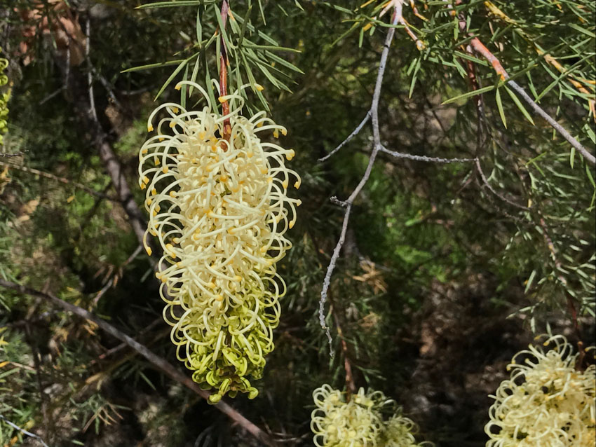 Yellow Prickly Plume Grevillea, up close