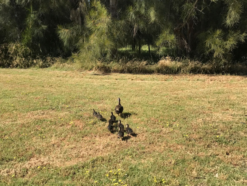 I love seeing ducks.