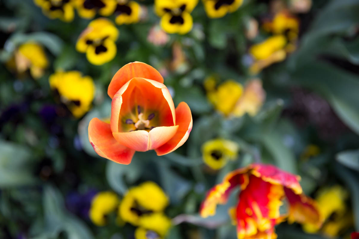 Birds eye view of orange tulip
