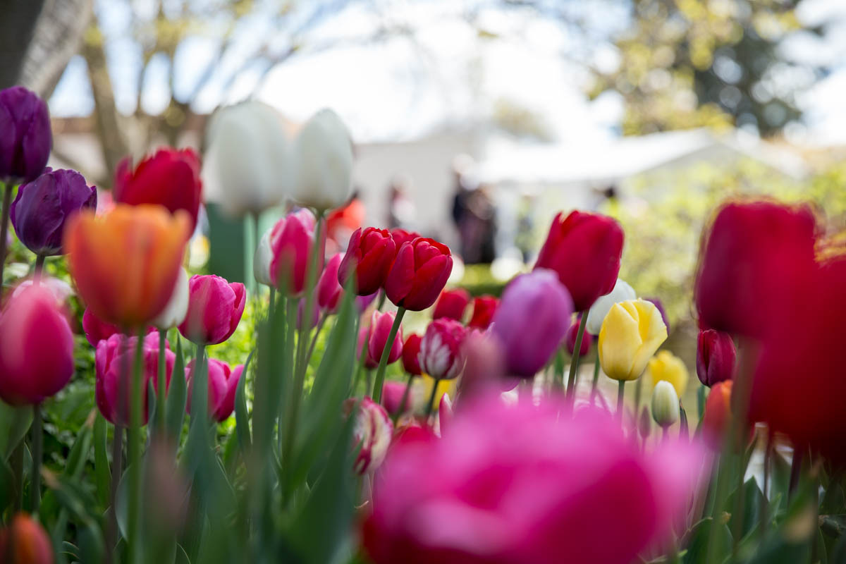 Closer shot of the many different tulips