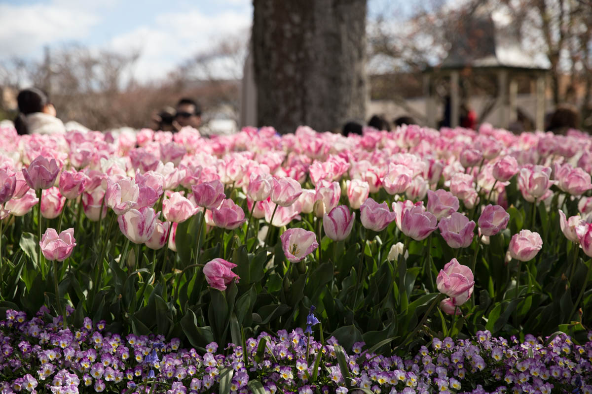 A bed of light pink tulips
