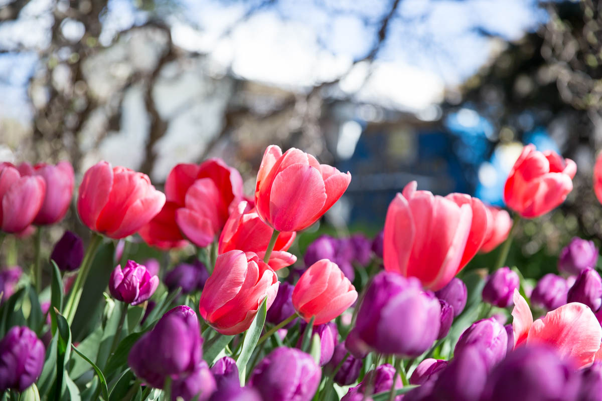 Pink and purple tulips