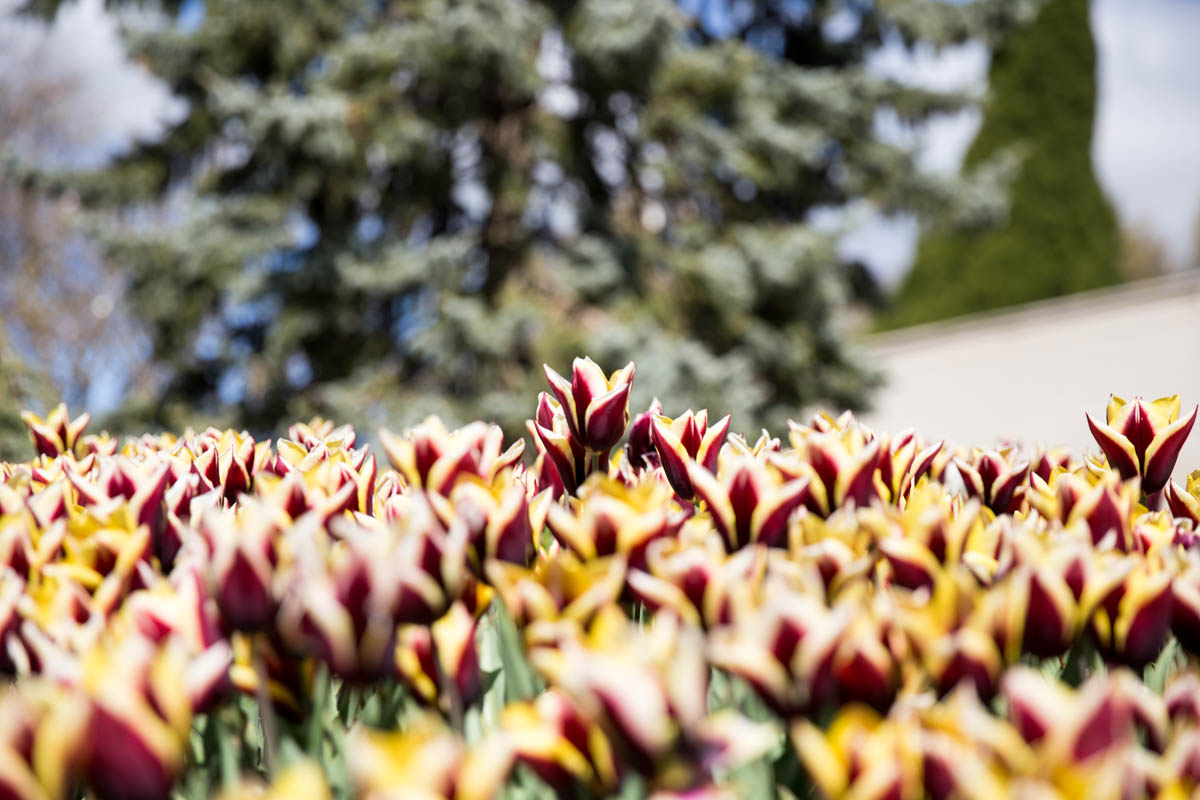 Very dark purple-and-yellow tulips
