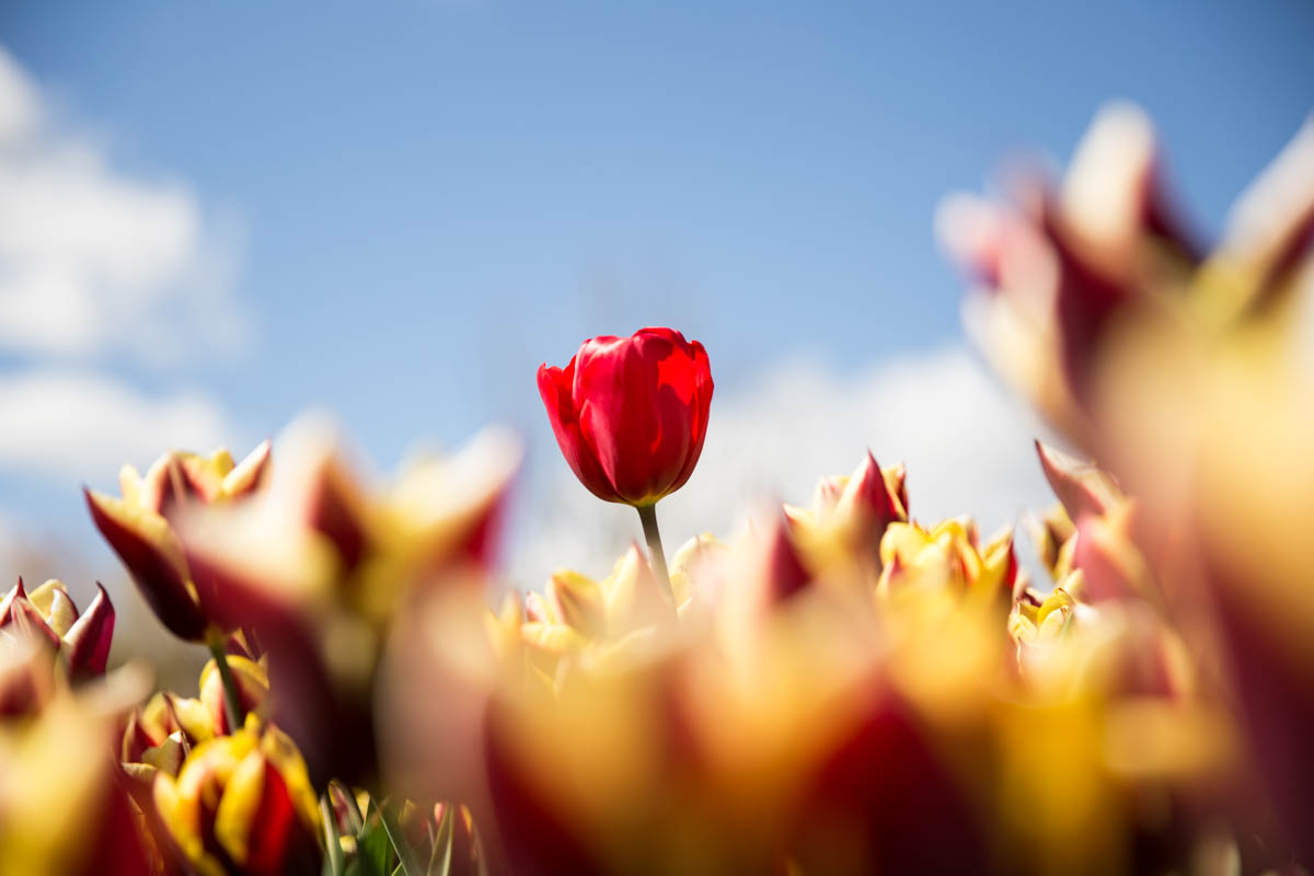 A lone red tulip among others. Nick and I were competing to see who would get the best photo