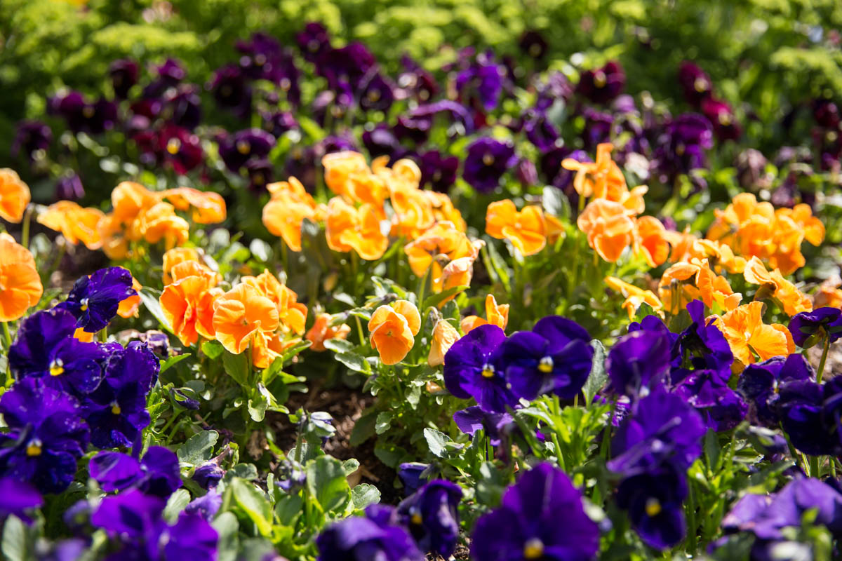 Rows of yellow and violet tulips