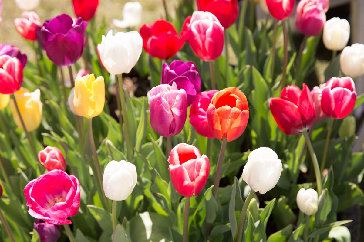 An arrangement of different coloured tulips