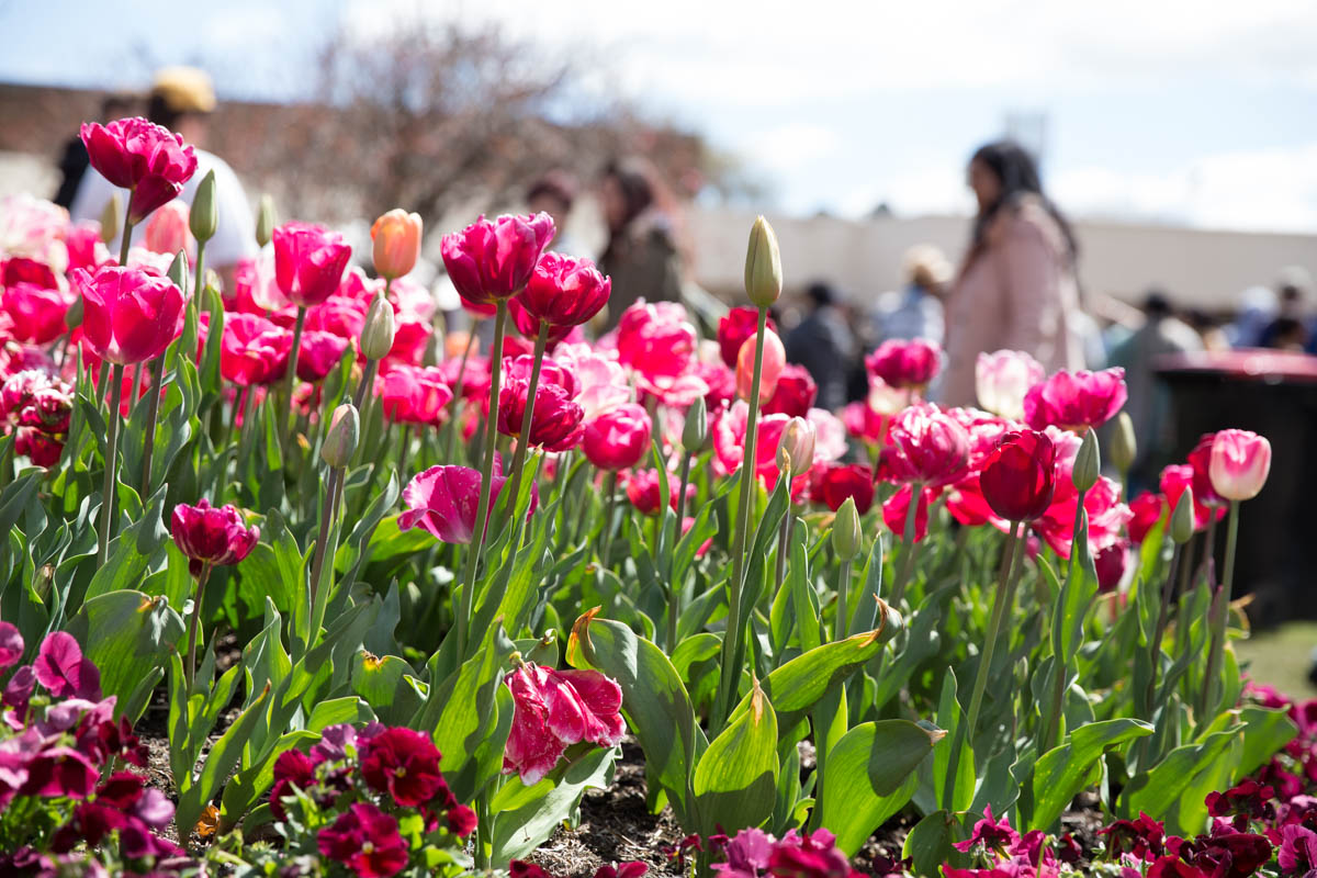 Pink and magenta tulips
